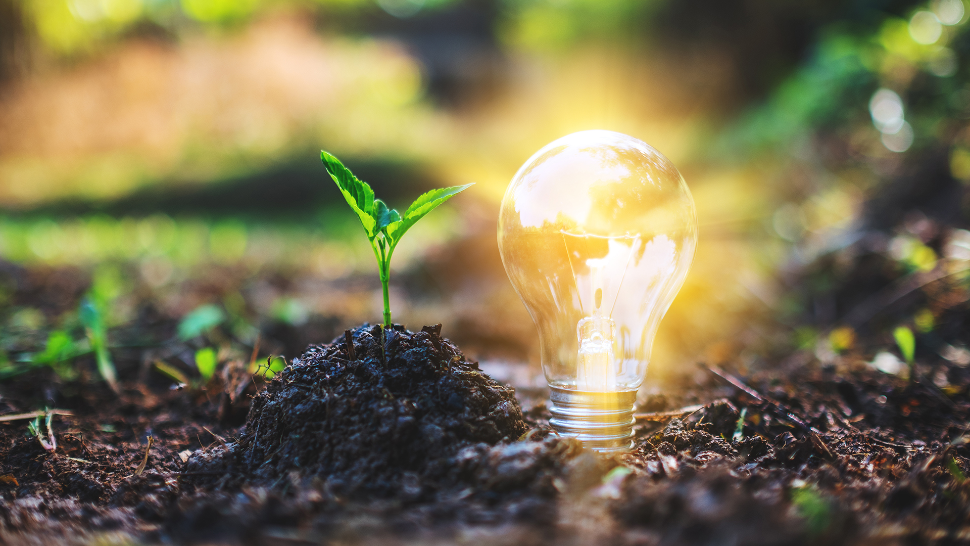 Closeup image of a small tree and a light bulb glowing on pile o